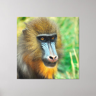 Mandrill 002 leinwanddruck