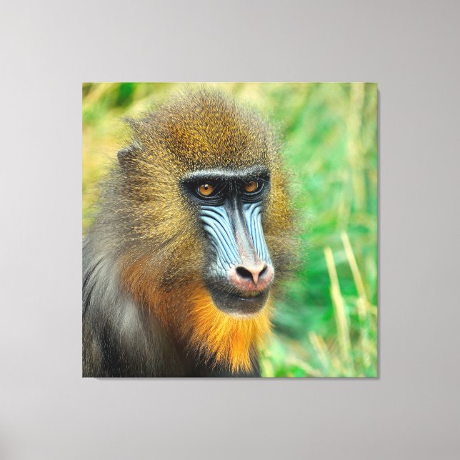 Mandrill 002 leinwanddruck (Vorderseite)