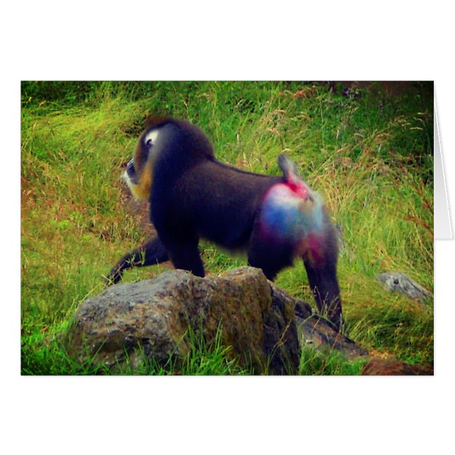 Mandrill #4 Karte (Vorderseite (Horizontal))
