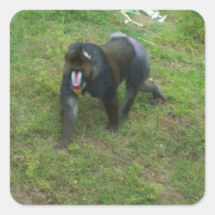 Mandrill #5 Aufkleber