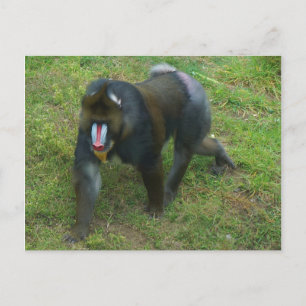 Mandrill #5 Postcard Postkarte
