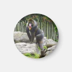 Mandrill #8 Magnet