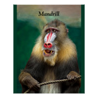 Mandrill, Afrikaner
