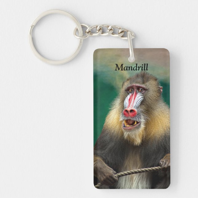 Mandrill, Ape africaine (Devant)