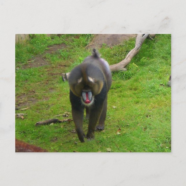 Mandrill Postcard Postkarte (Vorderseite)