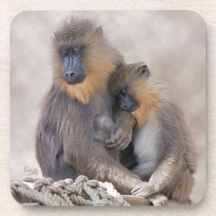 Mandrill und Junges Set von 6 Untersetzern Untersetzer