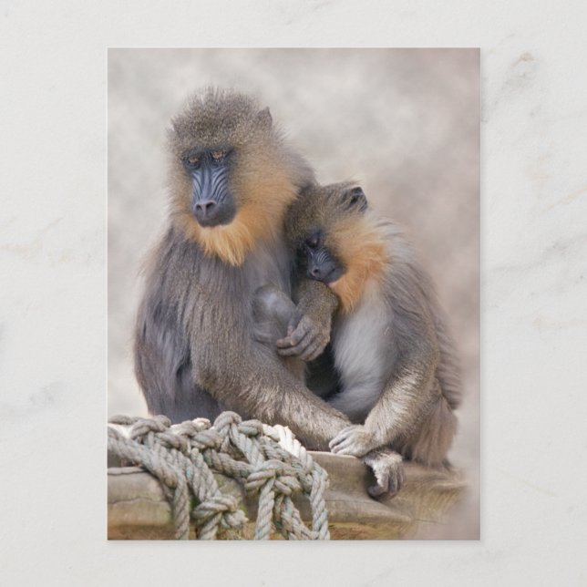 Mandrill und Young Postcard Postkarte (Vorderseite)