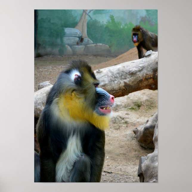 Mandrills Poster (Vorne)