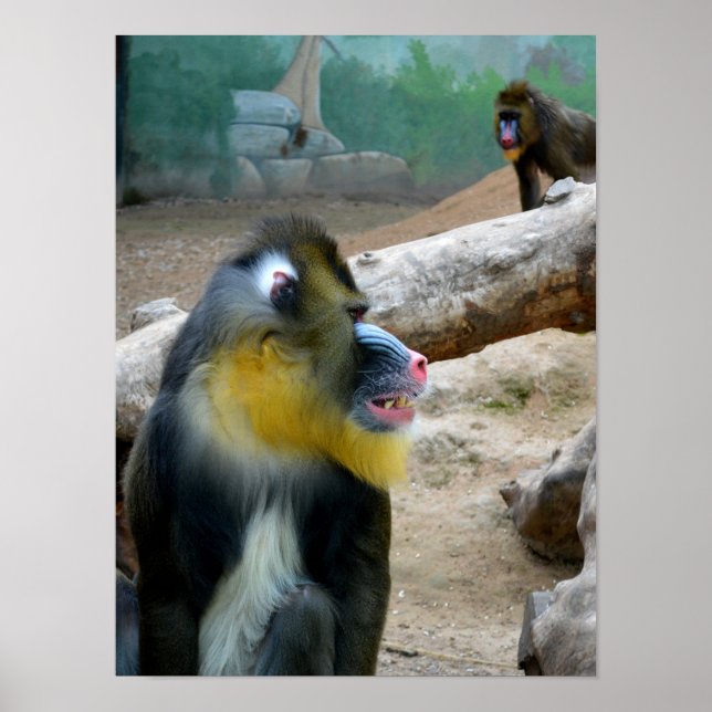 Mandrills Poster (Vorne)