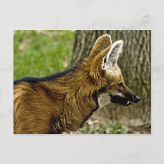 Maned Wolf 1529 Postcard Postkarte