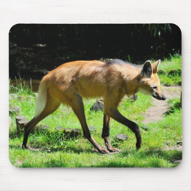 Maned Wolf auf Gras Mousepad (Vorne)