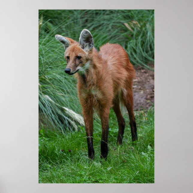 Maned Wolf Poster (Vorne)
