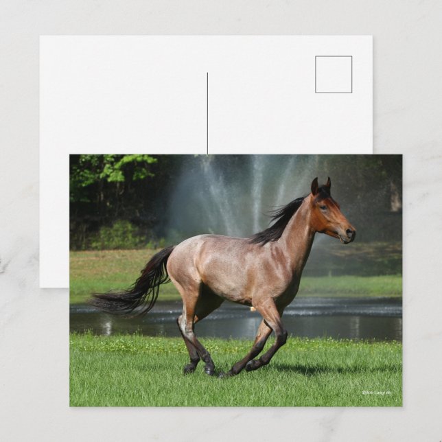 Mangalarga läuft vor dem Brunnen Postkarte (Vorne/Hinten)