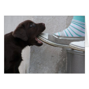 Mange Ma Chaussure ! Labrador Puppy