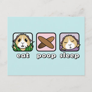 Mangez Poop Sleep Guinée Pig Carte postale