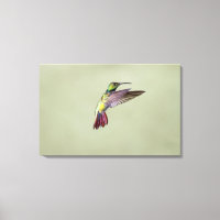 Mango Hummingbird Anthracocorax 2