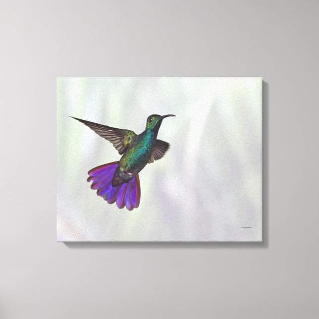 Mango Hummingbird Anthracocorax Leinwanddruck (Vorderseite)
