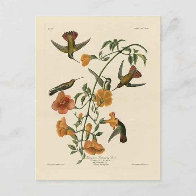 Mango Hummingbird von Audubons Vögeln in Amerika Postkarte (Vorderseite)