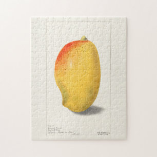 Mango (Mangifera Indica) Frucht Aquarellmalerei