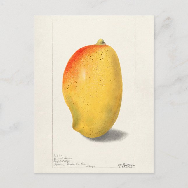 Mango (Mangifera Indica) Fruchtfarben Postkarte (Vorderseite)