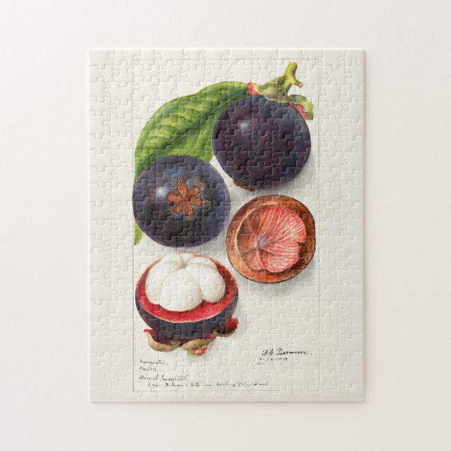 Mangostanen (Garcinia Mangostana) Obstmalerei (Vertikal)