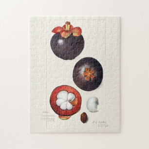 Mangostanen (Garcinia Mangostana) Obstmalerei