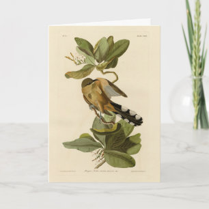 Mangrove Cuckoo von Audubons Vögeln von Amerika Karte