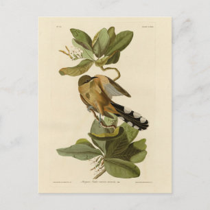 Mangrove Cuckoo von Audubons Vögeln von Amerika Postkarte