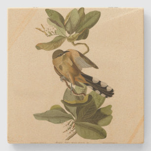 Mangrove Cuckoo von Audubons Vögeln von Amerika Steinuntersetzer