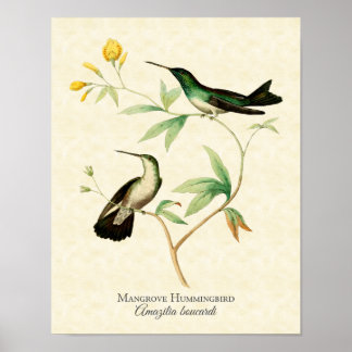 Mangrove Hummingbird Art Print Poster