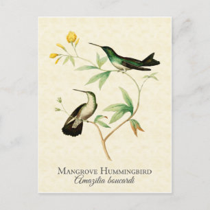 Mangrove Kolibri Vintage Art Postkarte