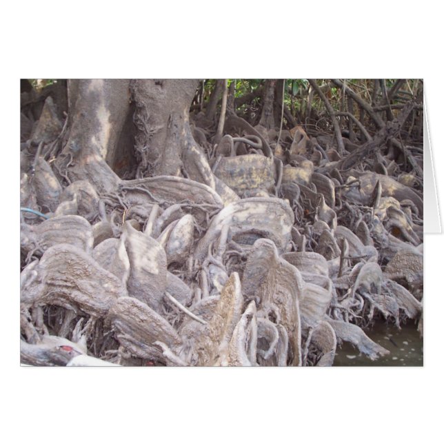 Mangrove Roots (Vorderseite (Horizontal))