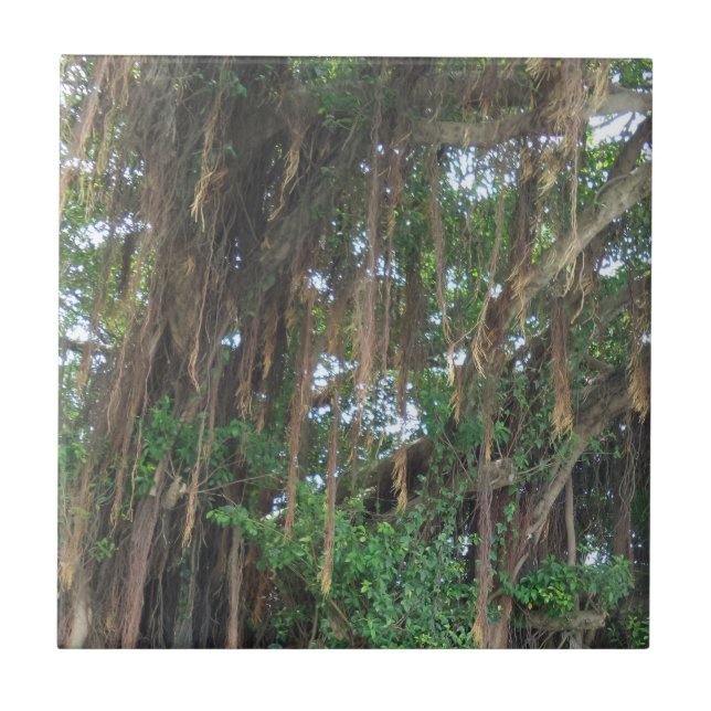 Mangrove Small (4,25" x 4,25") Keramik Foto Tile Fliese (Vorderseite)