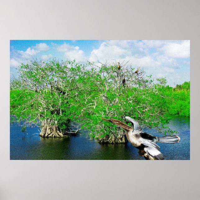 Mangrove Trees & Anhinga, Florida Everglades Poster (Vorne)