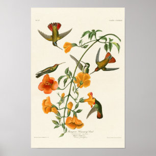 Mangroven-Summenvogel Audubon Vögel von Amerika Poster