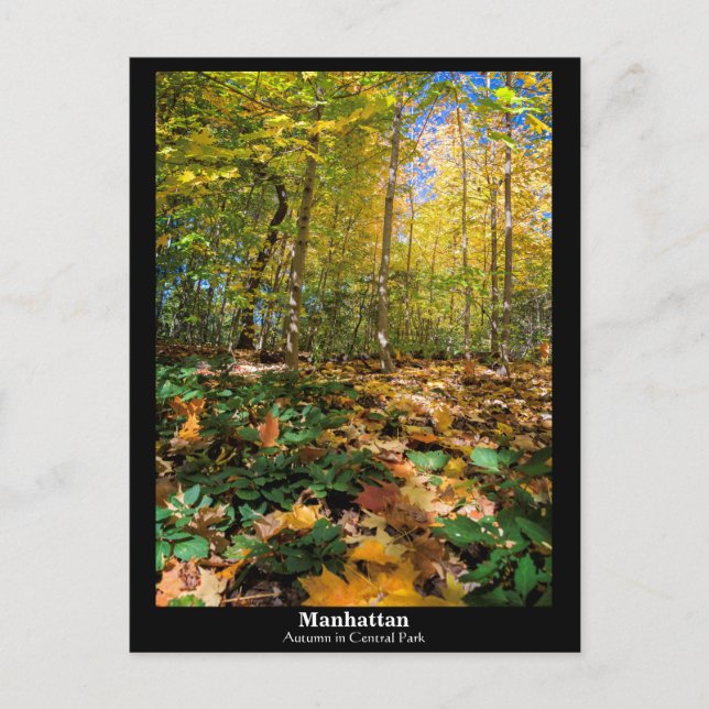 Manhattan, Herbst im Central Park Postcard Postkarte (Vorderseite)