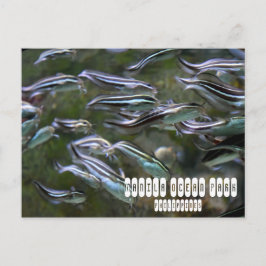 Manila Ocean Park Postkarte