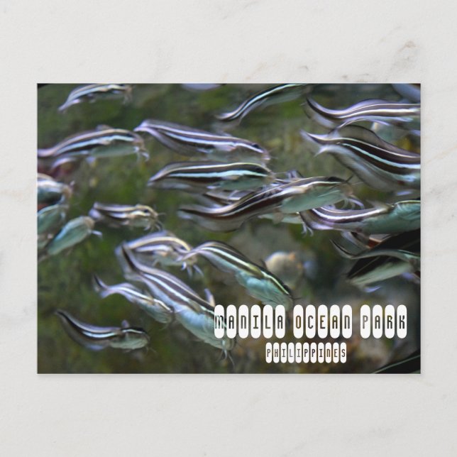 Manila Ocean Park Postkarte (Vorderseite)
