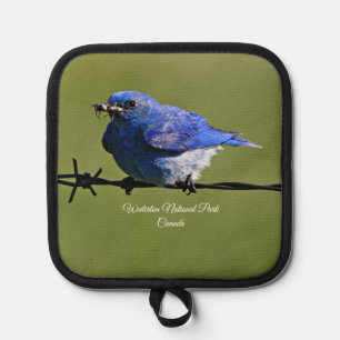 Manique Bluebird Occidental Homme avec des insectes
