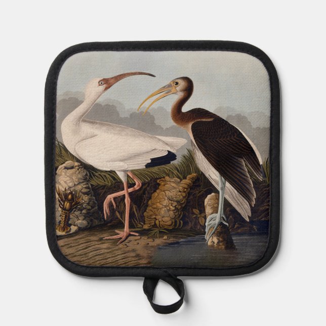 Manique John James Audubon White Ibis Bird Print Classic (Recto)