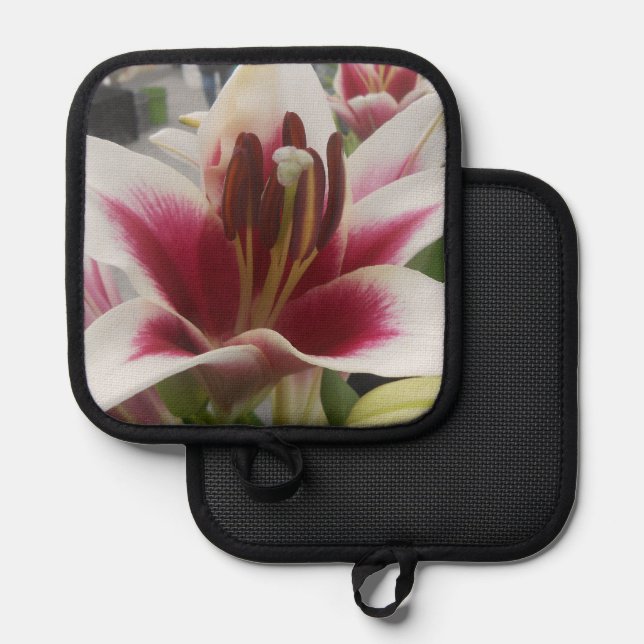 Manique Star Gazer (Recto/Verso)