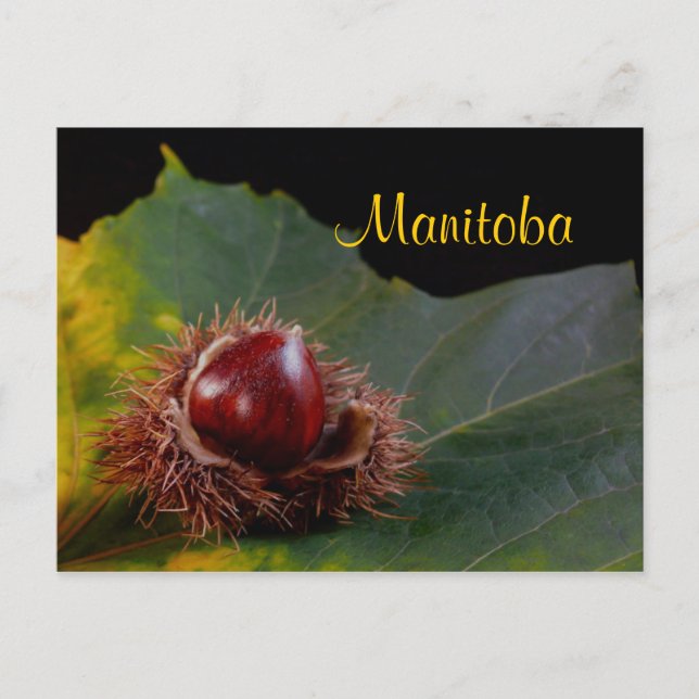 Manitoba, Autumn Leaf mit Nut Postcard Postkarte (Vorderseite)