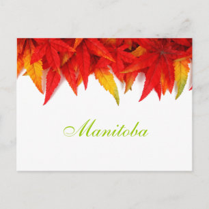 Manitoba Autumn Leaves Postcard Postkarte