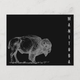 Manitoba Bison Postkarte