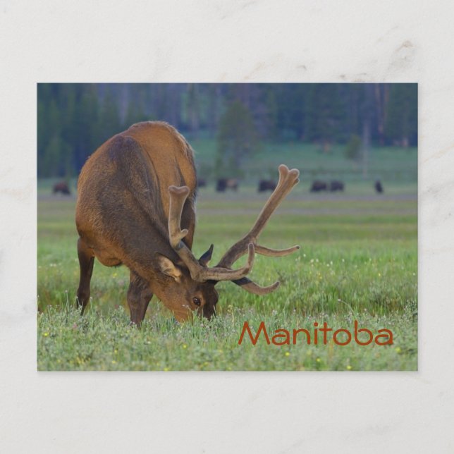 Manitoba-Elch-Postkarte Postkarte (Vorderseite)