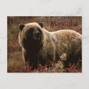 Manitoba-Grizzlybär-Postkarte Postkarte