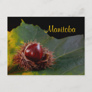 Manitoba, Herbstblatt mit Nuss Postkarte