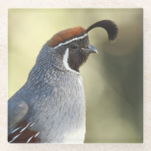 Männchen Quail Glasuntersetzer