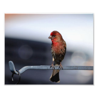 Männerhaus Finch Fotodruck