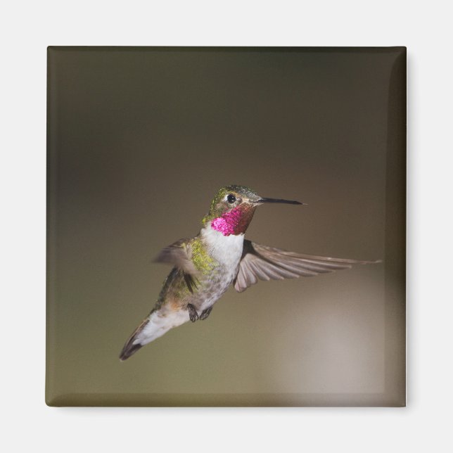 Männlich Broad - schwänzender Kolibri Magnet (Vorne)